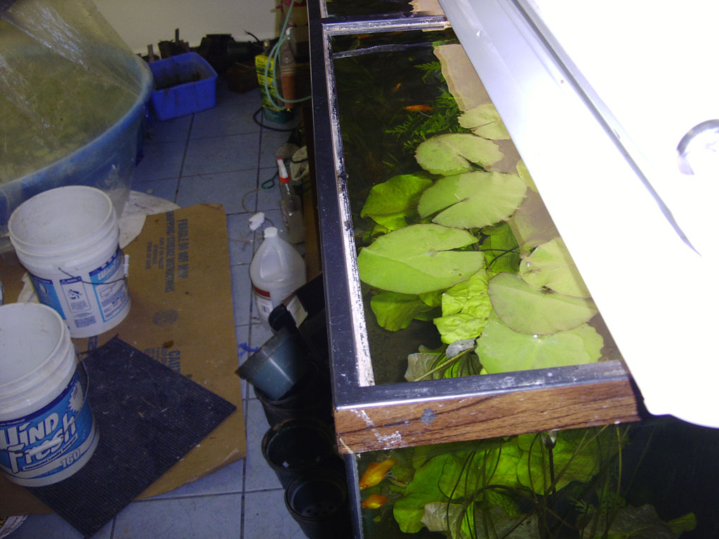 Nymphaea minuta Jan 07 05 Image014